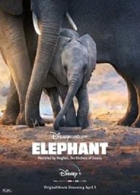 دانلود فیلم Elephant 2020