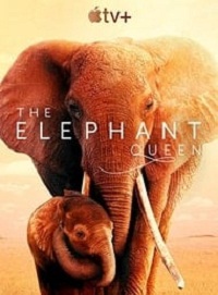 دانلود فیلم The Elephant Queen 2019