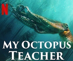 دانلود مستند معلم اختاپوس من دوبله فارسی My Octopus Teacher 2020