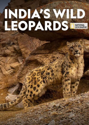 دانلود مستند پلنگ های وحشی هند India’s Wild Leopards 2020