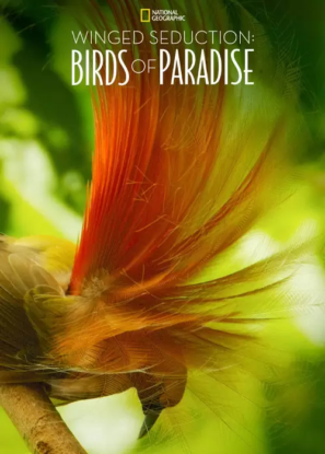 دانلود مستند Winged Seduction: Birds of Paradise 2012