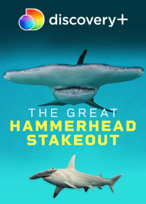 دانلود مستند Great Hammerhead Stakeout 2021 ✔️ زیرنویس چسبیده
