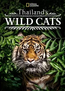 دانلود مستند گربه‌های وحشی تایلند Thailand’s Wild Cats 2021