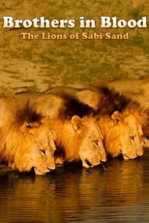 دانلود فیلم Brothers in Blood: The Lions of Sabi Sand 2015