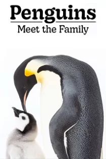 دانلود مستند پنگوئن ها: با خانواده آشنا شوید Penguins: Meet the Family 2020